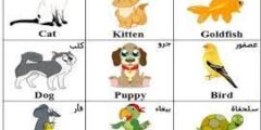 أسماء الحيوانات باللغة الإنجليزية بصور تعليمية مهمة